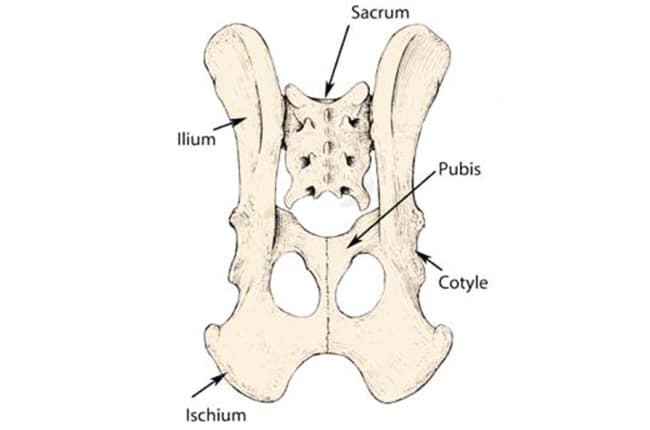 Fractures du bassin chez le chien