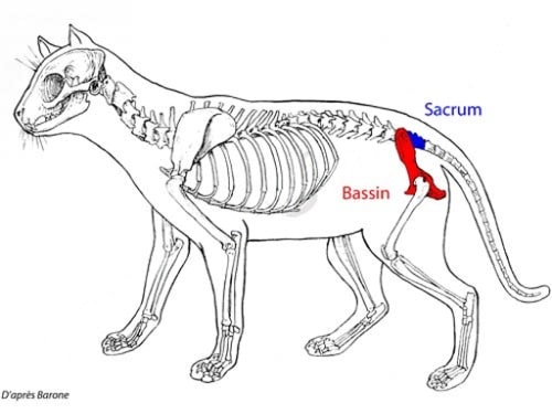 Anatomie du bassin osseux chez le chien