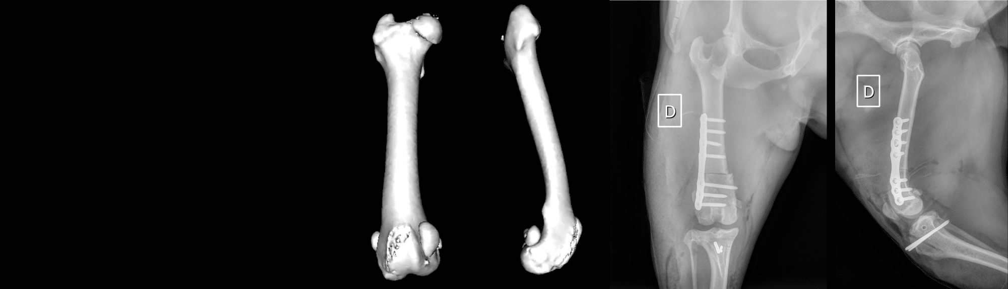 Image du mois : Orthopédie