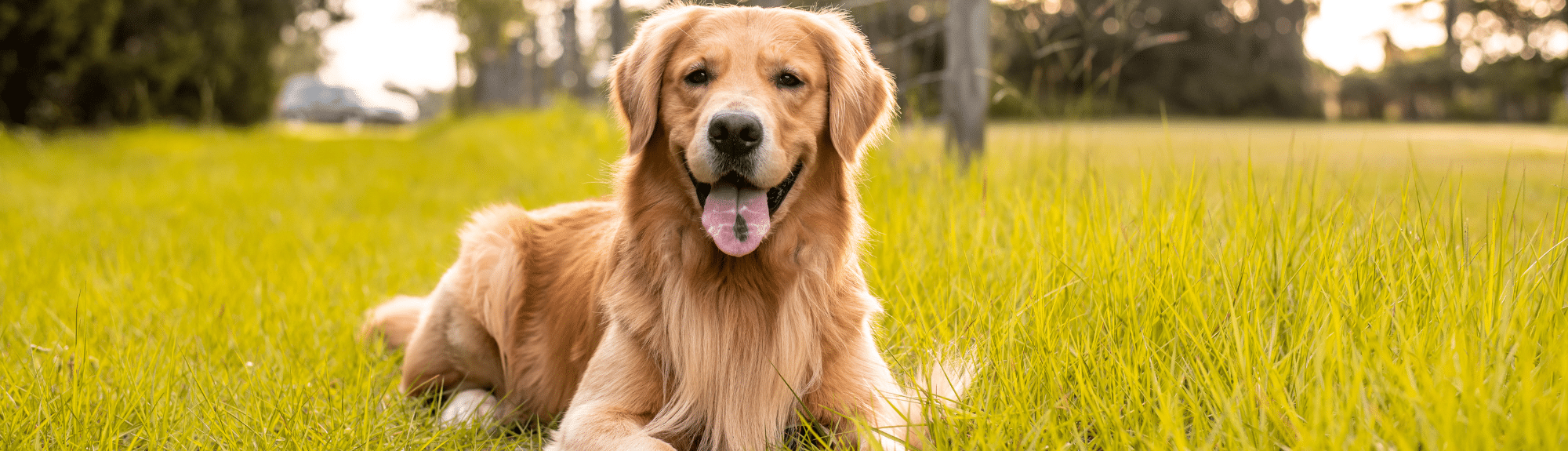 Vidéo du mois : Orthopédie