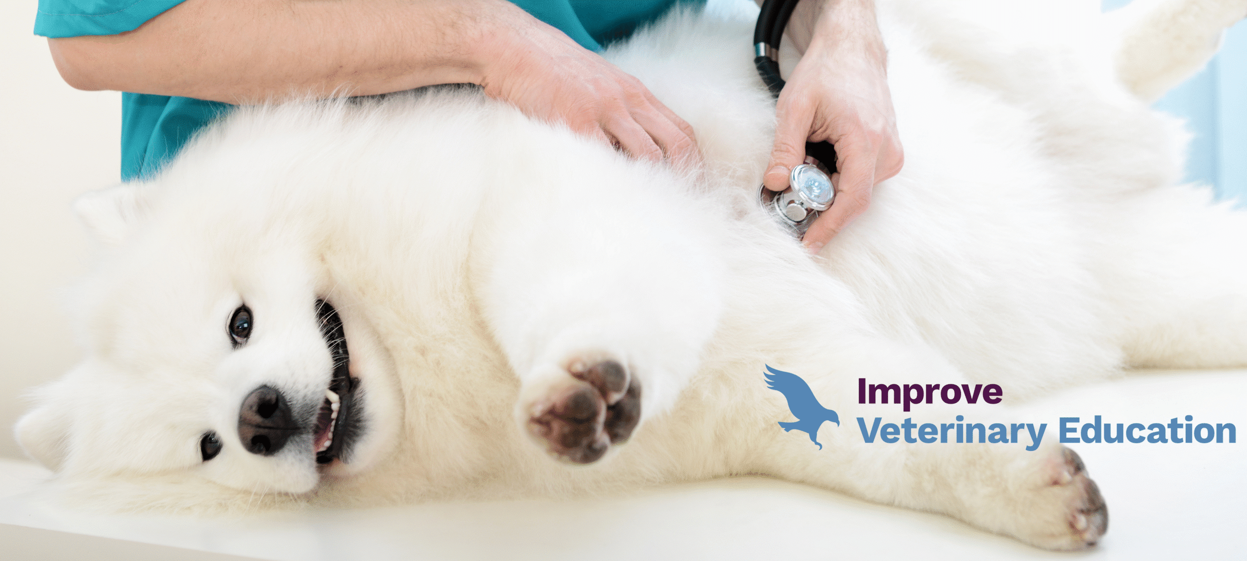 Photo d'un chien qui se fait ausculter par un vétérinaire avec un stéthoscope