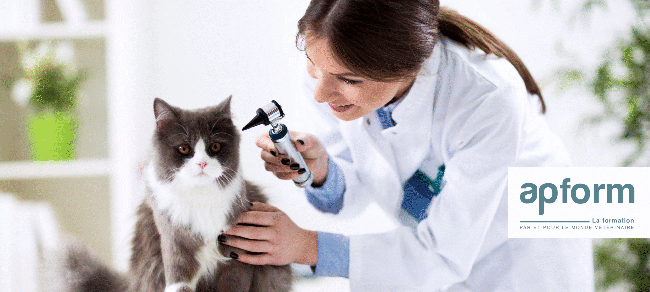 Photo d'un chat qui se fait ausculter les oreillers par une vétérinaire.