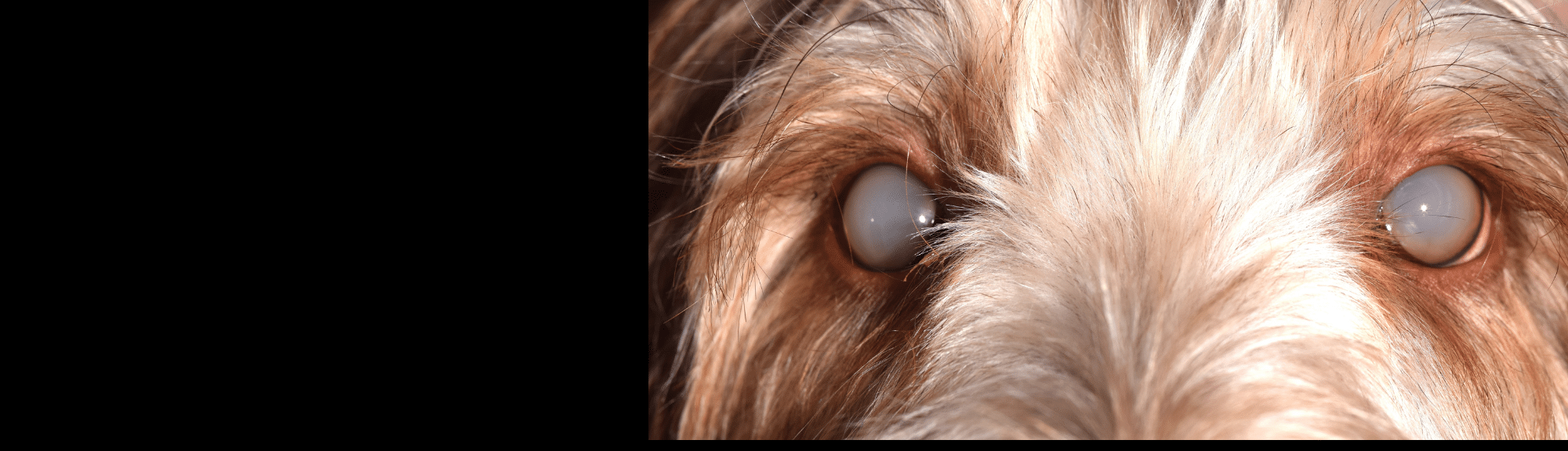 Image du mois : Ophtalmologie