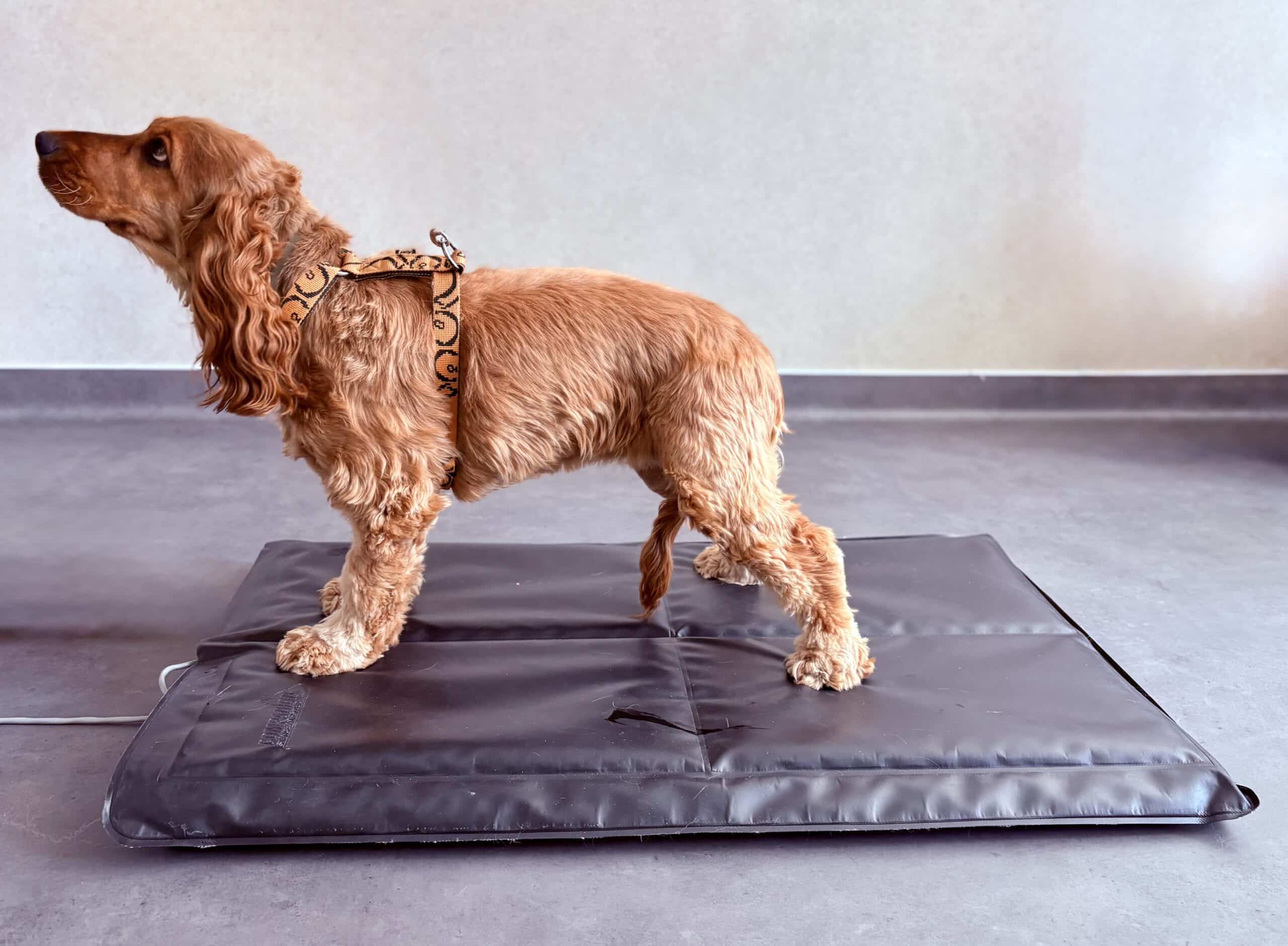 Plateforme de force : Le chien place un membre dans chaque cadran.