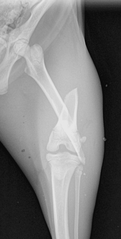 Radiographie de profil du fémur droit - Fracture du fémur, diaphysaire, simple, oblique longue, fermée, chez un chaton