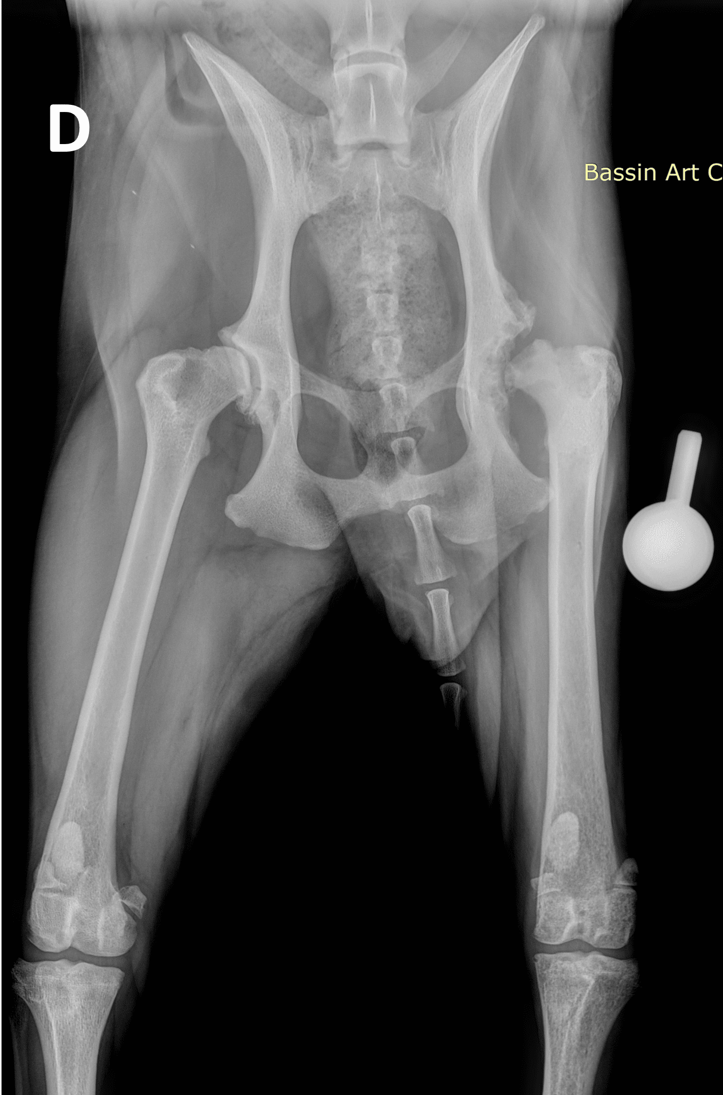 Radiographie du bassin d'un chien présentant une déformation de la tête fémorale gauche secondaire à une dysplasie de la hanche