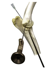 Figure 1: modèle osseux à gauche et réel à droite d’ une vue médiale du placement des instruments pour l’arthroscopie du coude chez le chien. A. Port de sortie. B. Arthroscope. C. Instrument 