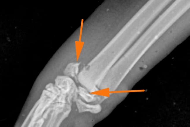 Fracture salter harris distale du radius d’un chaton de 5 mois. Une chirurgie doit être réalisée.