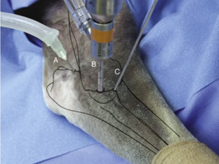 Figure 1: modèle osseux à gauche et réel à droite d’ une vue médiale du placement des instruments pour l’arthroscopie du coude chez le chien. A. Port de sortie. B. Arthroscope. C. Instrument 