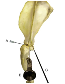 Modèle osseux à gauche et réel à droite d’ une vue médiale du placement des instruments pour l’arthroscopie d’épaule chez le chien. A. Port de sortie. B. Arthroscope. C. Instrument