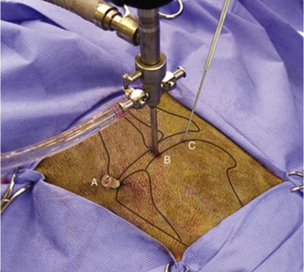 Modèle osseux à gauche et réel à droite d’ une vue médiale du placement des instruments pour l’arthroscopie d’épaule chez le chien. A. Port de sortie. B. Arthroscope. C. Instrument