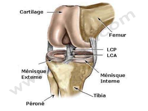 Schéma de l’articulation du grasset. Le fémur se pose sur les ménisques, eux-mêmes posés sur le plateau tibial. On visualise les ligaments collatéraux de chaque cotés et les ligaments croisés antérieur (LCA) et postérieur (LCP) au centre.