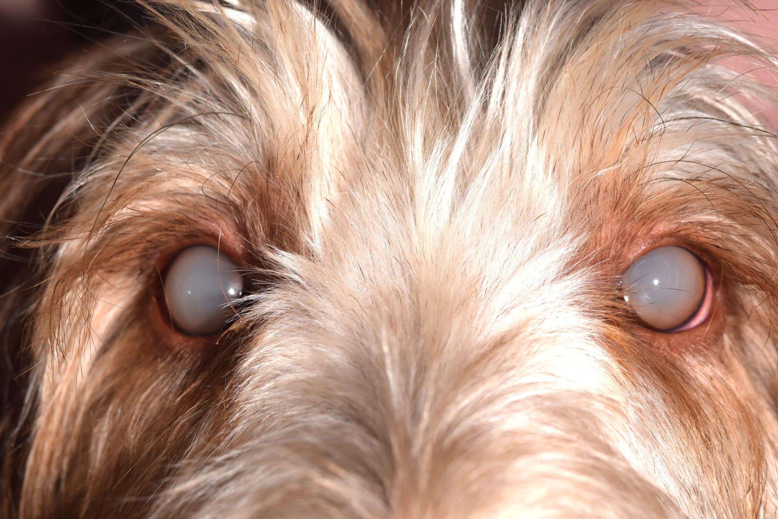 l'image du mois uvéite lipidique