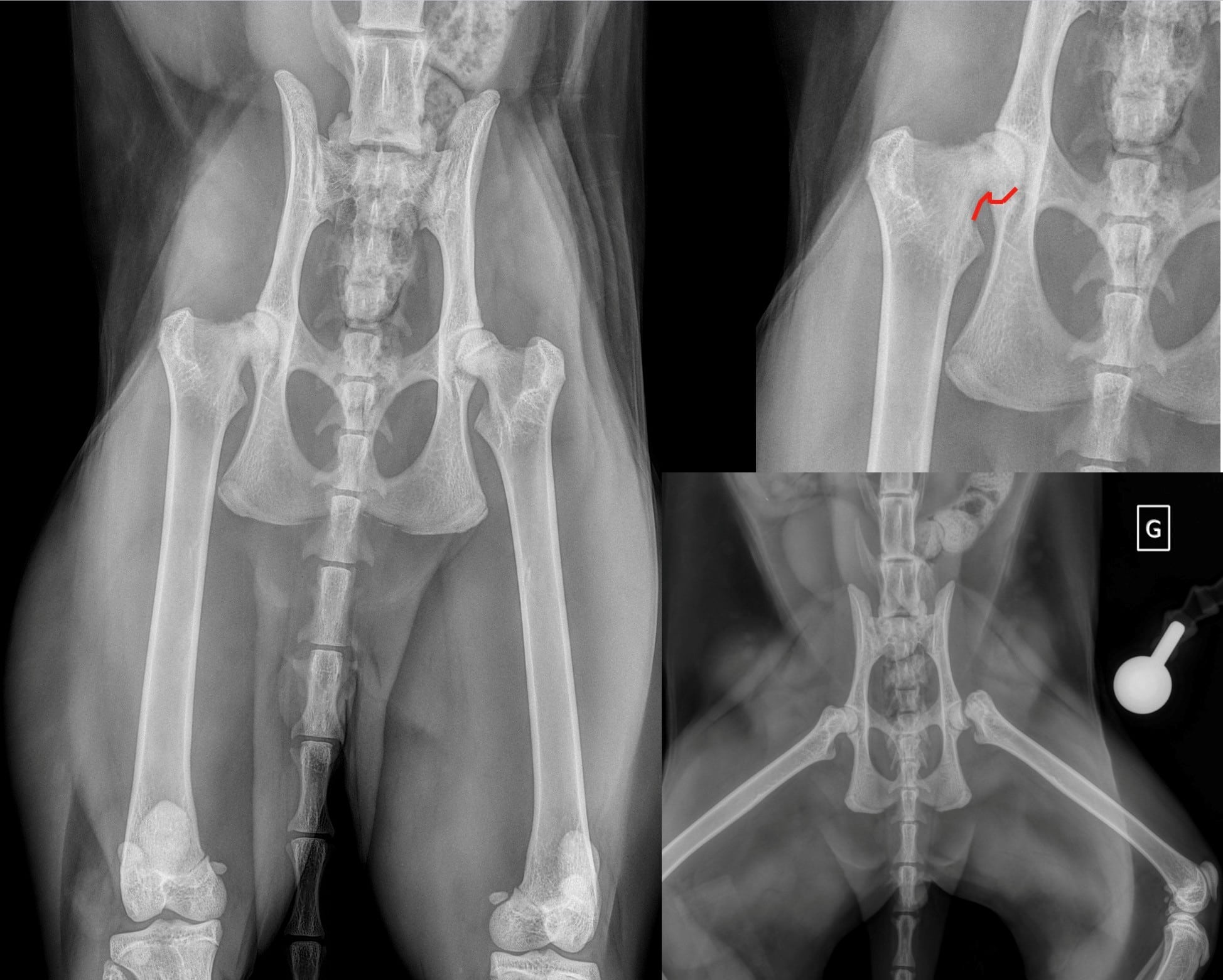 Arthrose sévère de la hanche chez un chat, ayant nécessité la mise en place d’une prothèse totale de hanche. La dégénérescence articulaire entraîne douleur et perte de mobilité ; dans les formes avancées, la chirurgie permet de restaurer le confort et la fonction comme une hanche normale. Par comparaison, radiographie d’une hanche à droite.