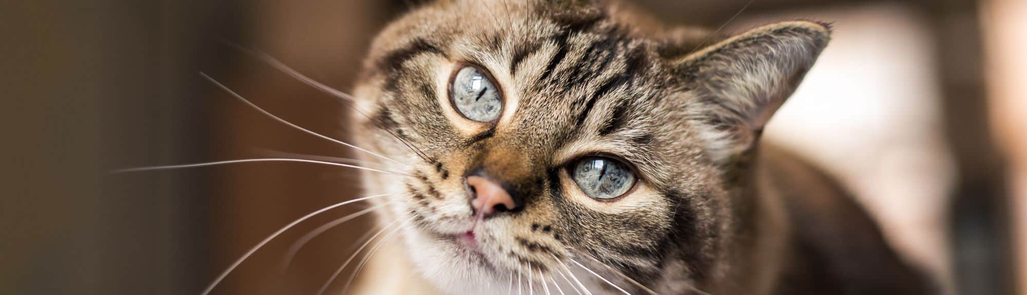 On a lu pour vous : Dermatologie