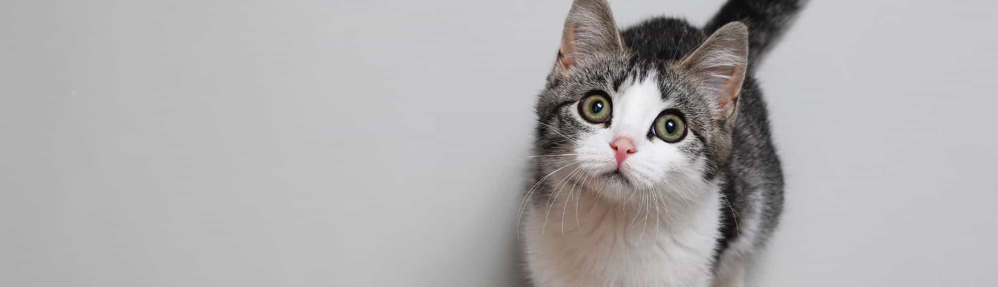 Image + Vidéo du mois : Dermatologie