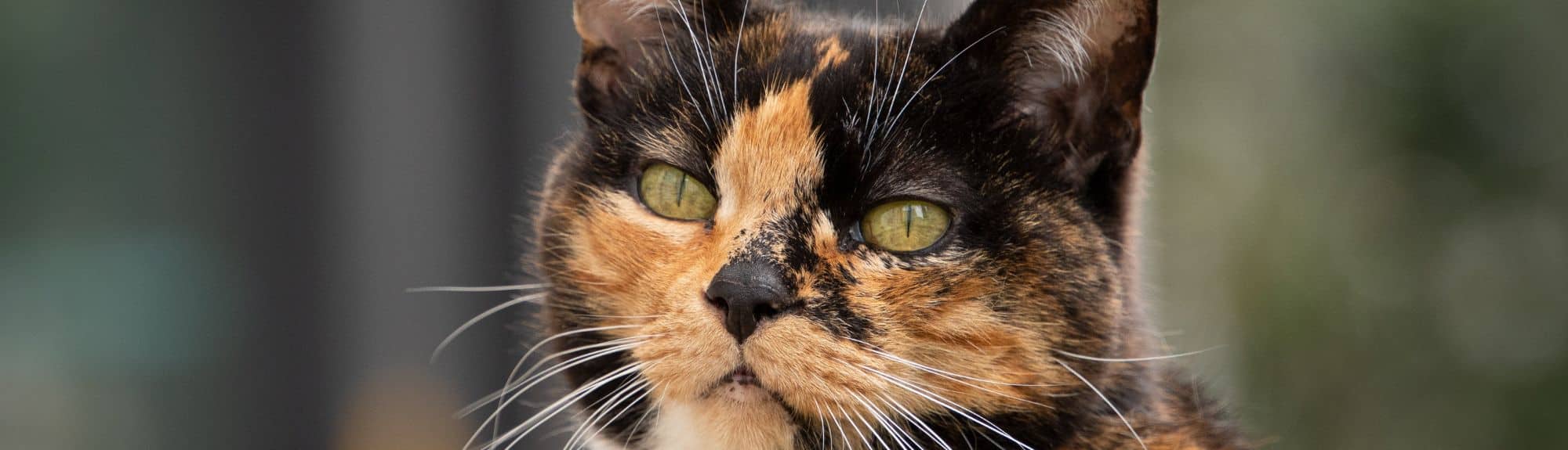 Geste technique du mois : Dermatologie