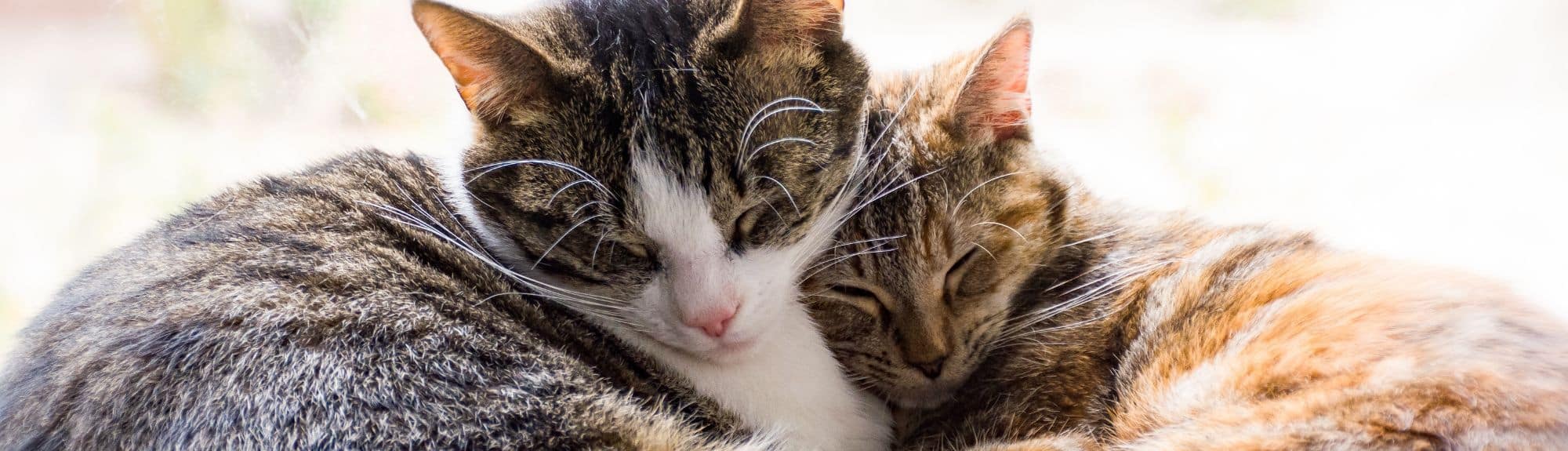 Cas cliniques : Dermatologie