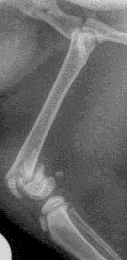 Vue latérale du même os que la photo précédente. 