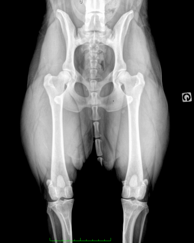 Radiographie des hanches d’un chien adulte présentant une conformation normale.
