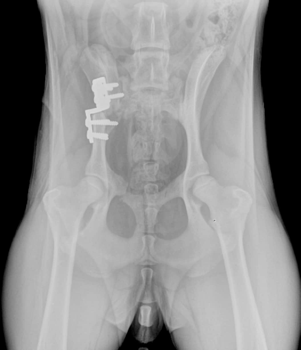 Radiographie postopératoire d’une double ostéomie du bassin (DOB) chez un jeune chien.