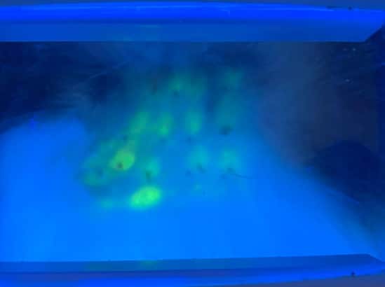 Les poils fluorescents prélevés à la pince pour confirmation au microscope à l’examen direct et/ou mise en culture.