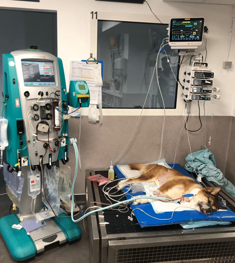 Patient en IRA pendant une séance d’hémodialyse.