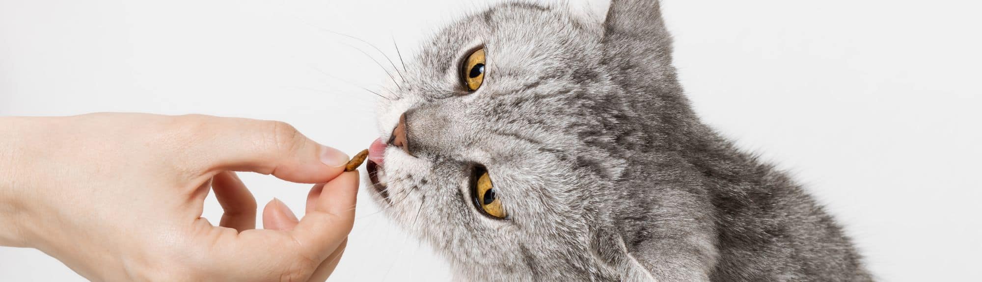 Chat qui mange une croquette