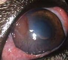 Ulcère cornéen à bords décollés chez un chien de 7 ans. Dans ce cas, de nombreux vaisseaux sanguins néoformés ont envahi la cornée à cause du retard de cicatrisation. Il s’agit d’une réaction cicatricielle bénigne mais exubérante, susceptible d’altérer à terme la transparence de la cornée donc la vision.