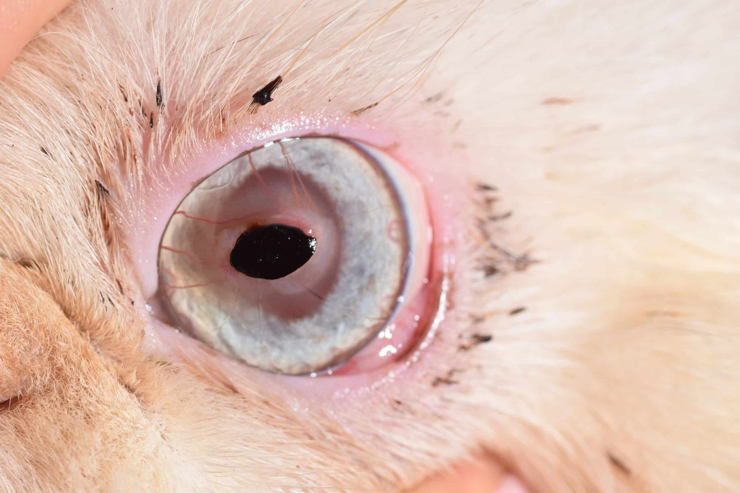 séquestre cornéen chez un chat Persan de 4 ans. Le séquestre correspond à l’opacité noire au centre de la cornée. En dehors de la conformation faciale de l’animal, aucun facteur prédisposant n’a été identifié.