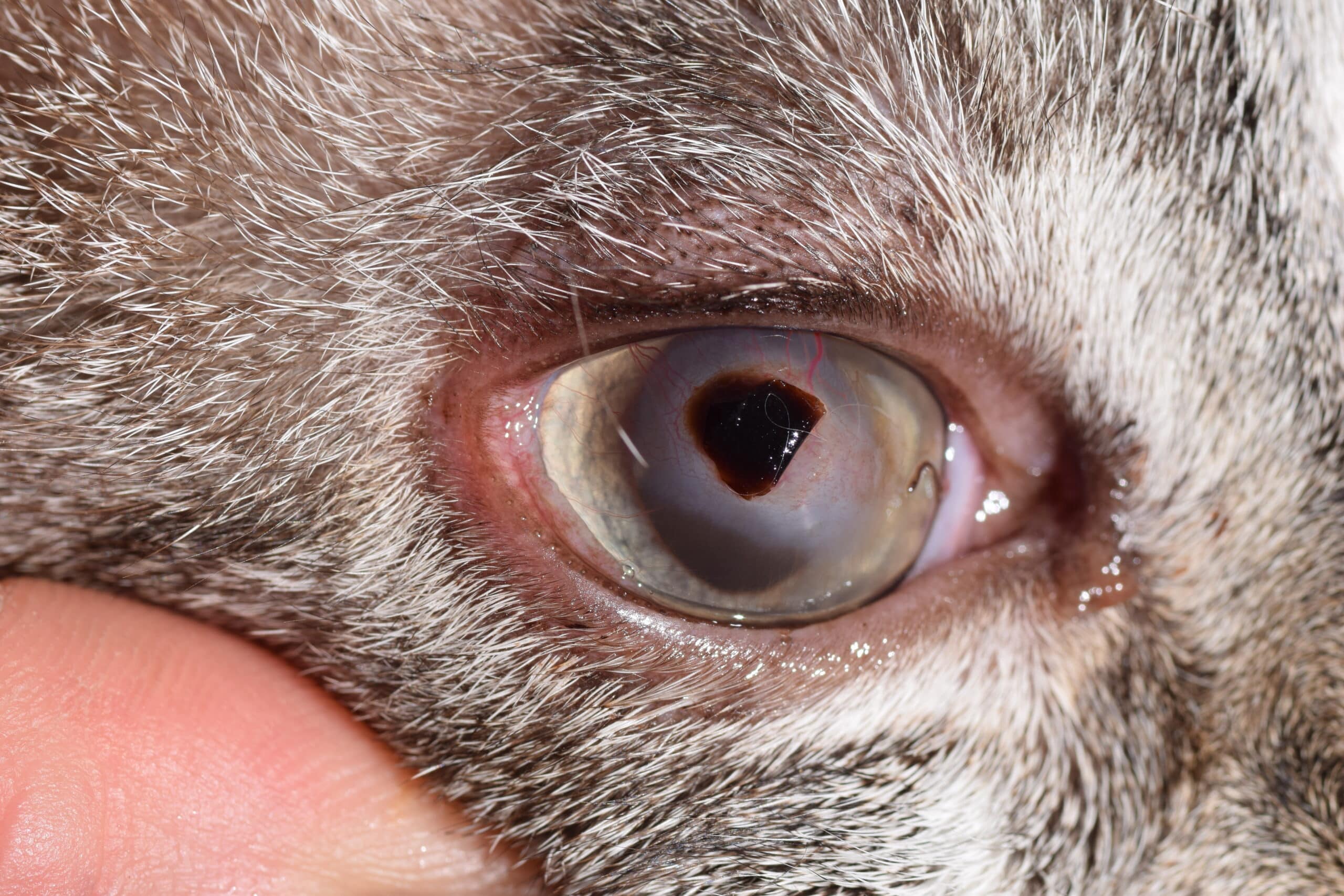 Séquestre cornéen chez un chat de 10 ans. Le séquestre correspond à l’opacité noire au centre de la cornée. Aucun facteur prédisposant n’a été identifié mais le vétérinaire référent relatait un historique de retard de cicatrisation d’un ulcère cornéen. Le séquestre est entouré d’une réaction inflammatoire sous la forme de vaisseaux qui ont envahi la cornée. 