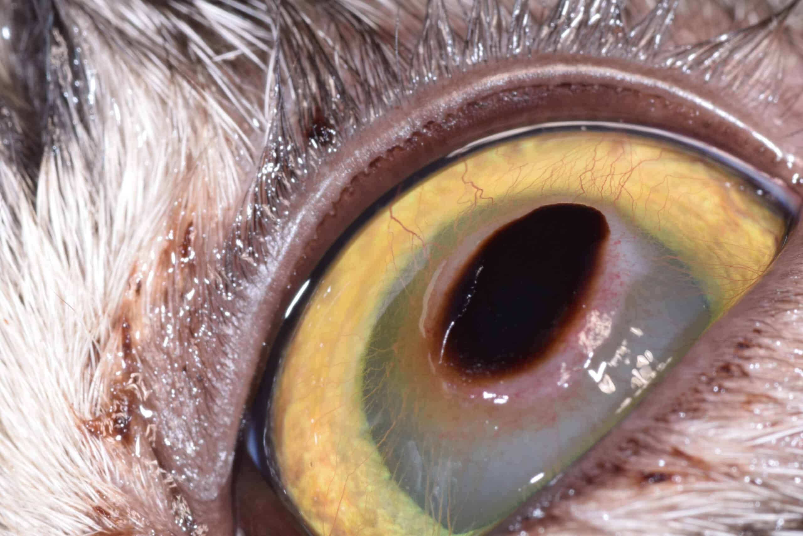 Séquestre cornéen chez un chat de type brachycéphale de 7 ans. De nombreux vaisseaux sanguins ont envahi la cornée et forment une couronne autour du séquestre. Celui-ci est en effet considéré comme un corps étranger et la surface de l’œil développe une réaction inflammatoire pour tenter de le rejeter de la cornée.  
